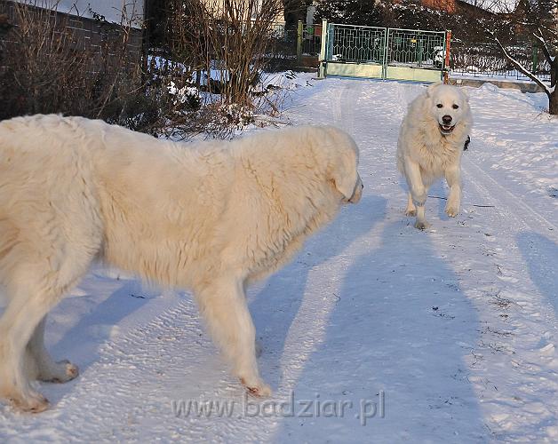 owczarekpodhalanski_0004.jpg - Owczarek Podhalański - od lewej: BAŁAMUTKA BEJA Badziar i PRZYMILNY PERS Badziar