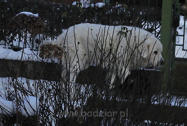 owczarekpodhalanski_0030.jpg - Owczarek Podhalański - BAŁAMUTKA BEJA Badziar