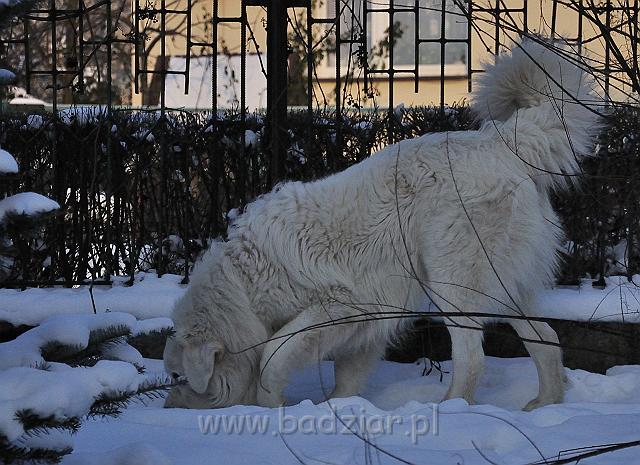 owczarekpodhalanski_0037.jpg - Owczarek Podhalański - PRZYMILNY PERS Badziar