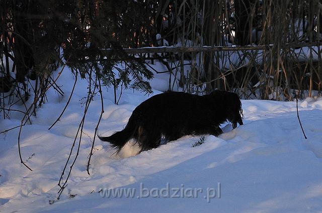 owczarekpodhalanski_0044.jpg - Jamnik Długowłosy Miniaturowy - AJSZA Basell