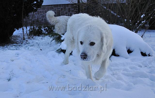 owczarekpodhalanski_0048.jpg - Owczarek Podhalański - PRZYMILNY PERS Badziar