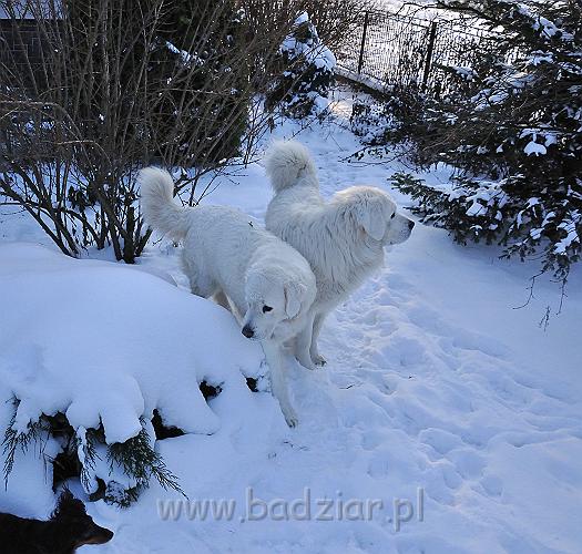 owczarekpodhalanski_0049.jpg - Owczarek Podhalański - od lewej: BAŁAMUTKA BEJA Badziar i PRZYMILNY PERS Badziar