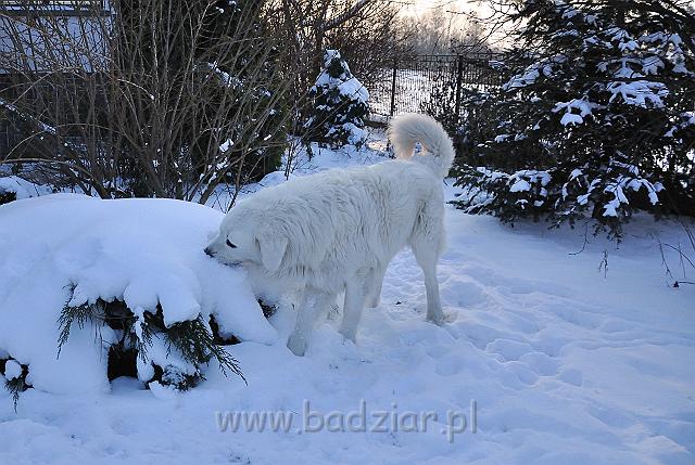owczarekpodhalanski_0050.jpg - Owczarek Podhalański - PRZYMILNY PERS Badziar