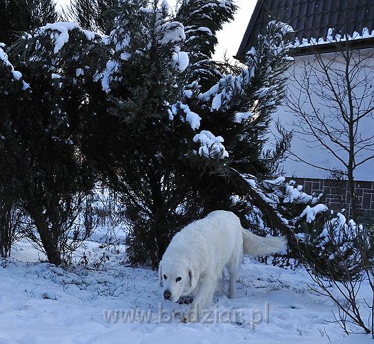 owczarekpodhalanski_0054.jpg - Owczarek Podhalański - BAŁAMUTKA BEJA Badziar