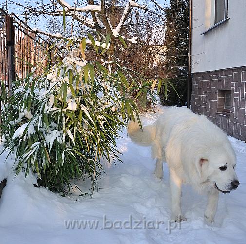 owczarekpodhalanski_0063.jpg - Owczarek Podhalański - PRZYMILNY PERS Badziar