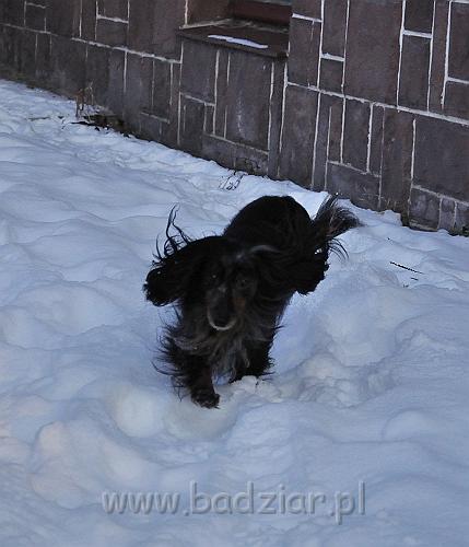 owczarekpodhalanski_0067.jpg - Jamnik Długowłosy Miniaturowy - TIPSY z Końskiego Raju