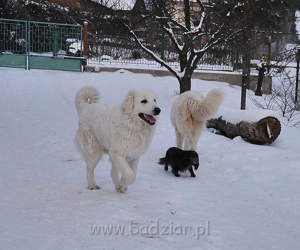 owczarekpodhalanski_0072.jpg - Owczarek Podhalański - od lewej: KOKIETKA KESSI Badziar, BAŁAMUTKA BEJA Badziar, w środku - jamnik długowłosy miniaturowy - TIPSY z Końskiego Raju