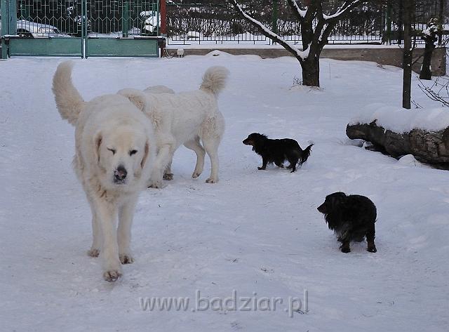 owczarekpodhalanski_0073.jpg - Owczarek Podhalański - od lewej: BAŁAMUTKA BEJA Badziar, z tyłu KOKIETKA KESSI Badziar i LAWINA-BUKSA Filos, po prawej - jamniki AJSZA Basell i TIPSY z Końskiego Raju