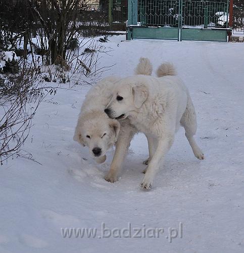 owczarekpodhalanski_0074.jpg - Owczarek Podhalański - od lewej: LAWINA-BUKSA Filos, KOKIETKA KESSI Badziar