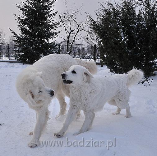 owczarekpodhalanski_0078.jpg - Owczarek Podhalański - od lewej: BAŁAMUTKA BEJA Badziar, KOKIETKA KESSI Badziar