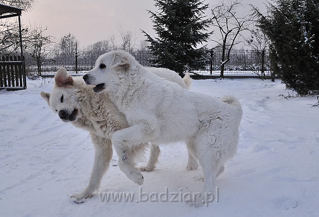 owczarekpodhalanski_0079.jpg - Owczarek Podhalański - od lewej: BAŁAMUTKA BEJA Badziar, KOKIETKA KESSI Badziar