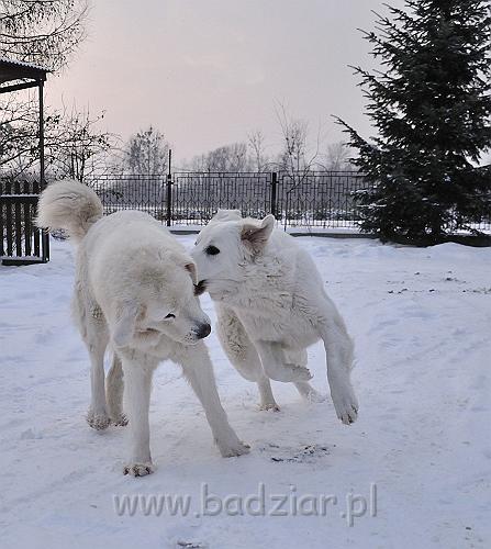 owczarekpodhalanski_0081.jpg - Owczarek Podhalański - od lewej: BAŁAMUTKA BEJA Badziar, KOKIETKA KESSI Badziar
