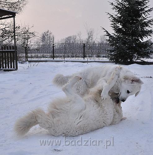 owczarekpodhalanski_0087.jpg - Owczarek Podhalański - KOKIETKA KESSI Badziar i BAŁAMUTKA BEJA Badziar