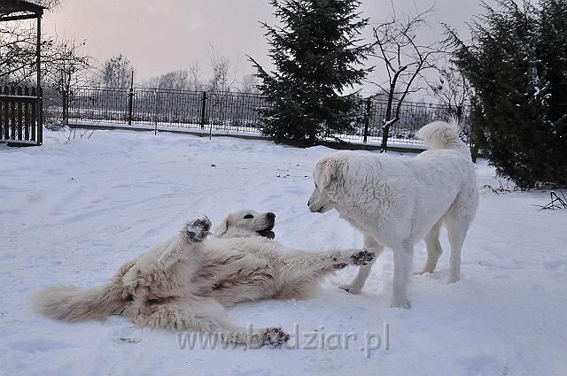 owczarekpodhalanski_0088.jpg - Owczarek Podhalański - od lewej: BAŁAMUTKA BEJA Badziar, KOKIETKA KESSI Badziar