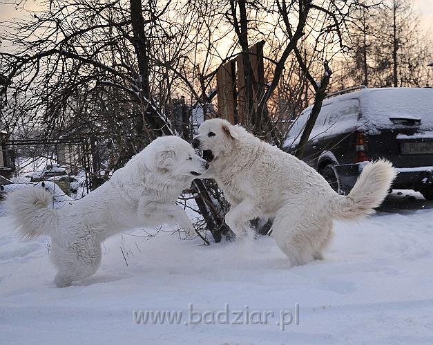 owczarekpodhalanski_0094.jpg - Owczarek Podhalański - od lewej: KOKIETKA KESSI Badziar, BAŁAMUTKA BEJA Badziar