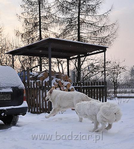 owczarekpodhalanski_0097.jpg - Owczarek Podhalański - od lewej: BAŁAMUTKA BEJA Badziar, KOKIETKA KESSI Badziar