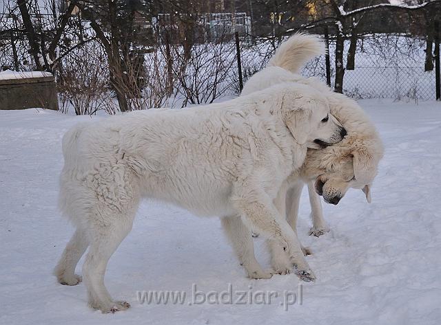 owczarekpodhalanski_0103.jpg - Owczarek Podhalański - od lewej: KOKIETKA KESSI Badziar, BAŁAMUTKA BEJA Badziar