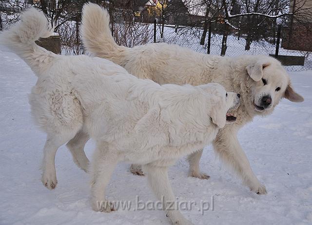 owczarekpodhalanski_0109.jpg - Owczarek Podhalański - BAŁAMUTKA BEJA Badziar i KOKIETKA KESSI Badziar