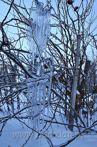 owczarekpodhalanski_0175.jpg - Zima 2009/2010