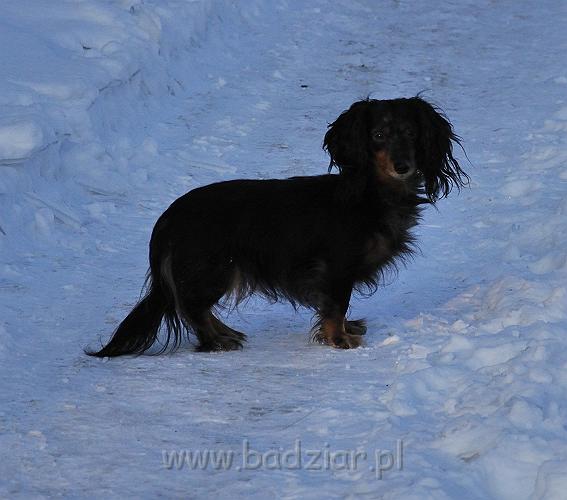 owczarekpodhalanski_0205.jpg - Jamnik Długowłosy Miniaturowy - AJSZA Basell
