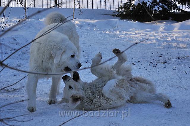 owczarekpodhalanski_0208.jpg - Owczarek Podhalański - od prawej: BAŁAMUTKA BEJA Badziar i PRZYMILNY PERS Badziar