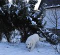 owczarekpodhalanski_0054
