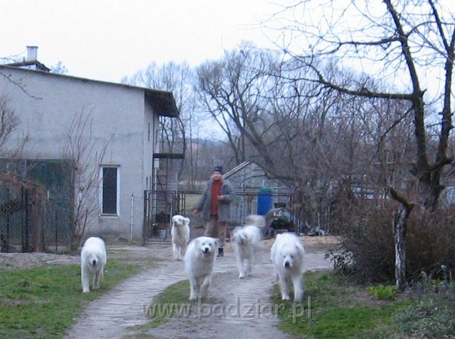 podhalan_3156.JPG - Owczarek podhalański - w hodowli Badziar