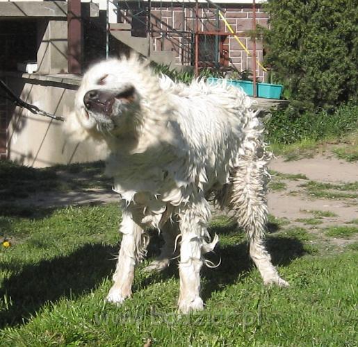 podhalan_3328.JPG - Po kapieli trzeba się wytrzepać - Owczarek podhalański BAŁAMUTKA BEJA Badziar