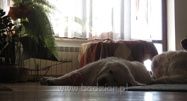 podhalan_3331.JPG - Owczarek podhalański - fajnie jest poleniuchować czasami w domu ....