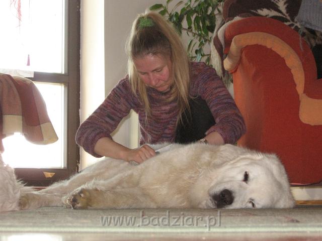 podhalan_3339.JPG - Owczarek podhalański - BAŁAMUTKA BEJA Badziar podczas czesania