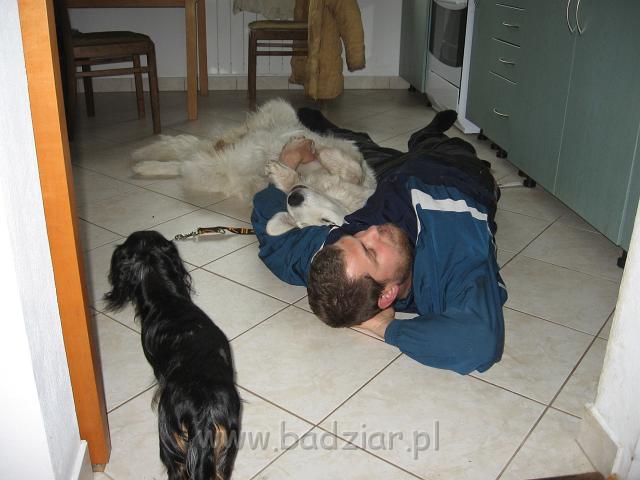 podhalan_3393.JPG - Owczarek podhalański PRZYMILNY PERS Badziar "uśpił" pancia