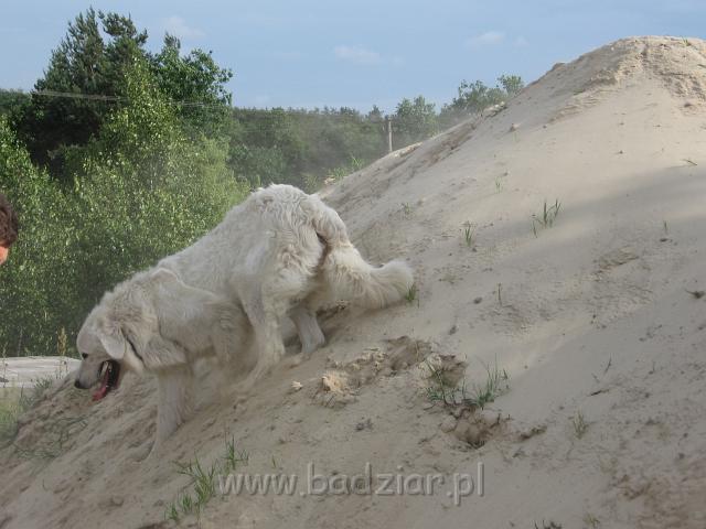 podhalan_3491.JPG - Owczarek podhalański - BEJA na piaskowej górce