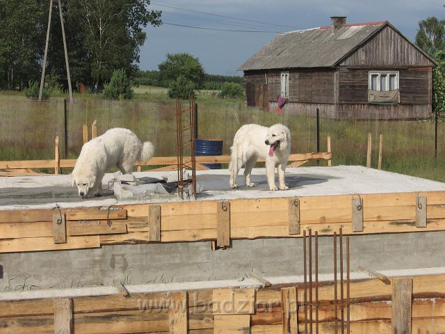 podhalan_3507.JPG - Owczarek podhalański - buduje się ( mamy nadzieję ) kolejny podhalani dom :)