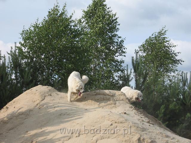 podhalan_3515.JPG - Owczarek podhalański - Beja i Pers