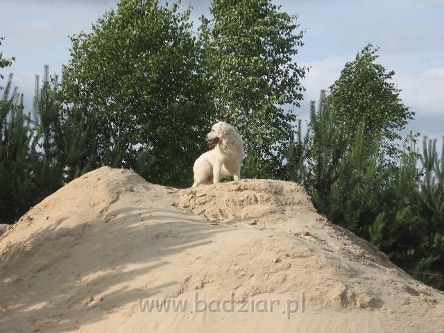 podhalan_3524.JPG - Owczarek podhalański - BAŁAMUTKA BEJA Badziar