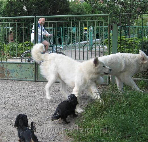 podhalan_3628.JPG - Owczarek podhalański - czasami trzeba też trochę poćwiczyć bieganie przy płocie - tym bardziej że niektórzy niestety domagają się tego gwiźdząć przy naszej bramie.
