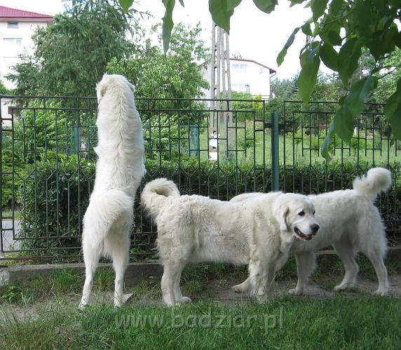 podhalan_3629.JPG - Owczarek podhalański na posterunku - od lewej Pers, Lawina i Beja