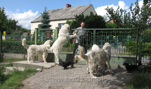 podhalan_3633.JPG - Witamy pancia :)))