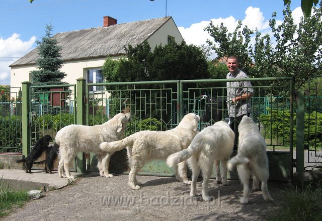 podhalan_3635.JPG - Psiarnia w komplecie - od prawej ( Owczarek podhalański ) Beja, Pers, Lawina, Surma, ( Jamnik długowłosy miniaturowy ) Ajsza i Tipi