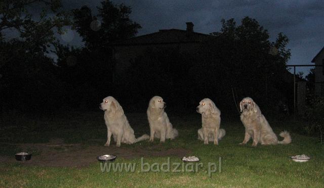 podhalan_3641.JPG - Owczarek podhalański - karmienie naszych psów - najpierw jest komenda siad i rozstawiamy miski .... ( od lewej Pers, Beja, Lawa, Surma )