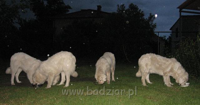podhalan_3643.JPG - .... a potem komenda "idż jeść" (Owczarek podhalański)