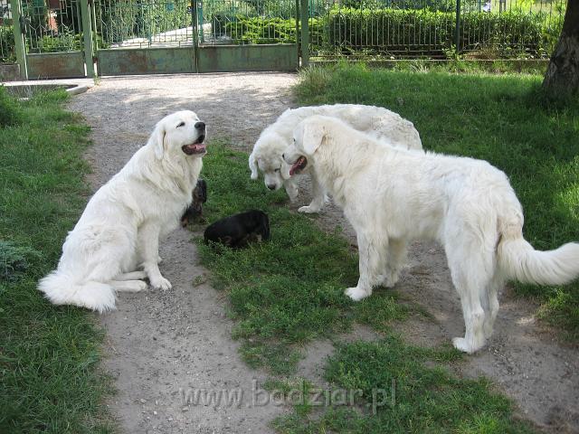 podhalan_3649.JPG - Owczarek podhalański : LAWINA-BUKSA Filos ( babcia ), BAŁAMUTKA BEJA Badziar ( mamusia - obie po prawej ) i PRZYMILNY PERS Badziar ( synek - po lewej ) przyglądają się jamniczce AJSZY Basell, która jak to jamnik często coś tam ciekawego wyszpera ( potem oczywiście cichaczem zaniesie do domu :)  )