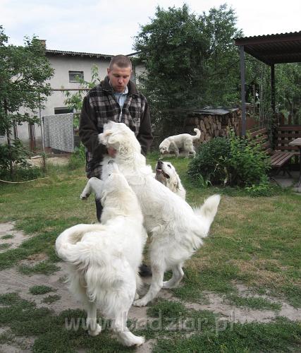 podhalan_3650.JPG - Owczarek podhalański - trochę szaleństw z panciem