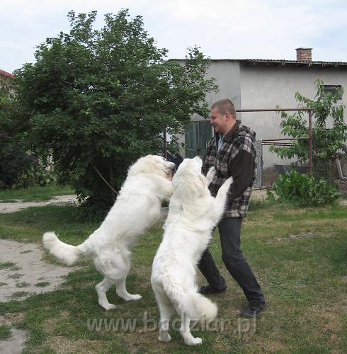 podhalan_3653.JPG - Owczarek podhalański - BAŁAMUTKA BEJA Badziar i PRZYMILNY PERS Badziar