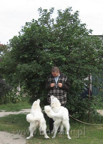 podhalan_3659.JPG - Owczarek podhalański - BAŁAMUTKA BEJA Badziar i PRZYMILNY PERS Badziar