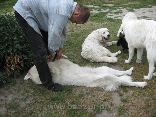 podhalan_3663.JPG - Owczarek podhalański - podhalany w komplecie plus jedna "czarna owca" czyli jamniczka Ajszka