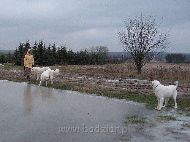 podhalan_9390.jpg - Owczarek podhalański - od lewej: KAJA SURMA ze Śnieżnej Uboczy, LAWINA-BUKSA Filos, BAŁAMUTKA BEJA Badziar