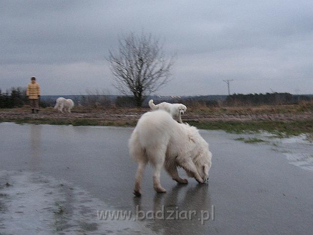podhalan_9395.jpg - Owczarek podhalański - na pierwszym planie PRZYMILNY PERS Badziar, z tyłu, od lewej: KAJA SURMA ze Śnieżnej Uboczy, LAWINA-BUKSA Filos,