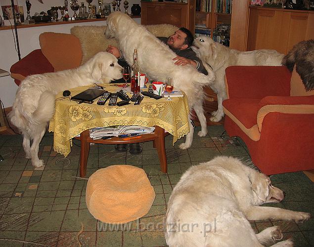 podhalan_9469.jpg - Owczarek podhalański - na pierwszym planie - KAJA SURMA ze Śnieżnej Uboczy, z tyłu od lewej:  LAWINA-BUKSA Filos, BAŁAMUTKA BEJA Badziar, PRZYMILNY PERS Badziar