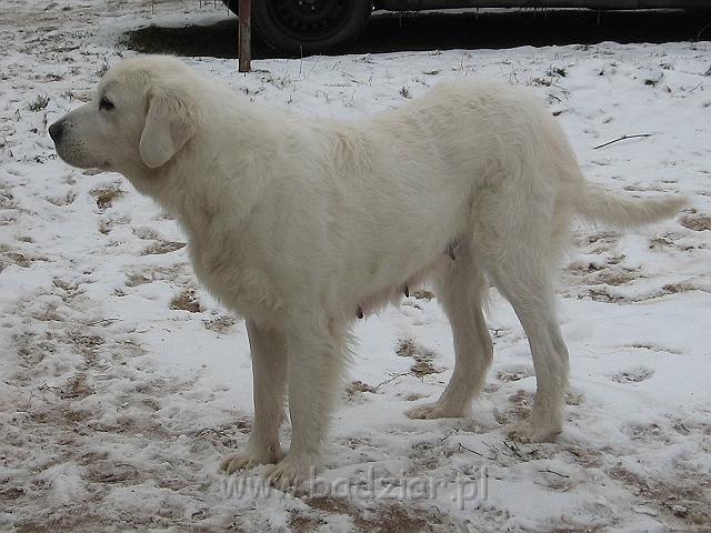 podhalan_9482.jpg - Owczarek podhalański - BAŁAMUTKA BEJA Badziar